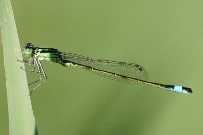 <i>Ischnura elegans</i>
