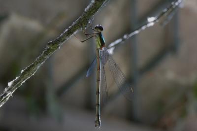 <i>Chalcolestes viridis</i>