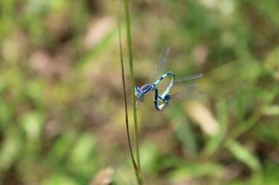 <i>Coenagrion scitulum</i>