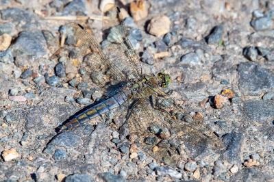 <i>Orthetrum cancellatum</i>