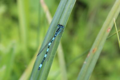 <i>Coenagrion mercuriale</i>