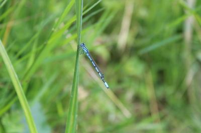 <i>Enallagma cyathigerum</i>