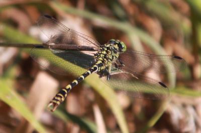 <i>Onychogomphus forcipatus</i>
