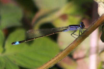 <i>Ischnura elegans</i>