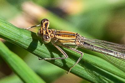 <i>Platycnemis pennipes</i>