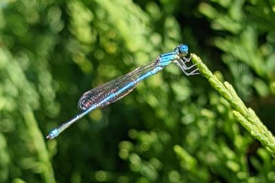 <i>Erythromma lindenii</i>