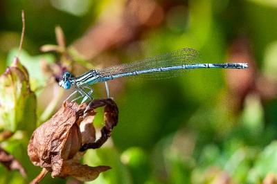 <i>Platycnemis pennipes</i>