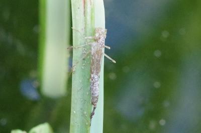 <i>Ischnura elegans</i>