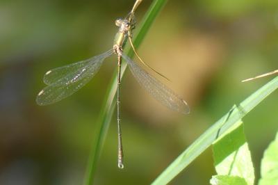 <i>Chalcolestes viridis</i>