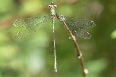<i>Chalcolestes viridis</i>