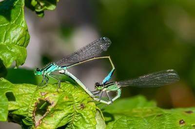 <i>Ischnura elegans</i>
