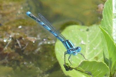 <i>Erythromma lindenii</i>