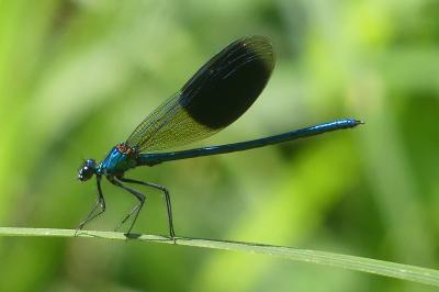 <i>Calopteryx splendens</i>