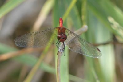 <i>Sympetrum sanguineum</i>