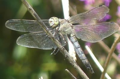 <i>Orthetrum cancellatum</i>