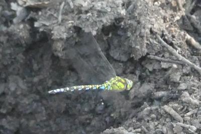 <i>Aeshna cyanea</i>