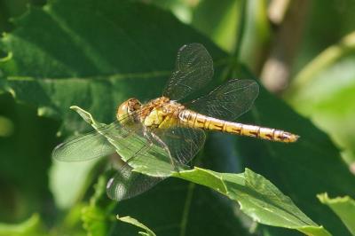 <i>Sympetrum striolatum</i>