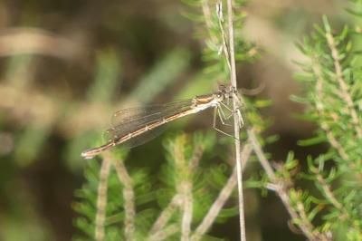 <i>Sympecma fusca</i>