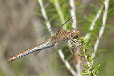 <i>Sympetrum meridionale</i>