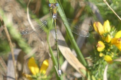 <i>Lestes virens</i>