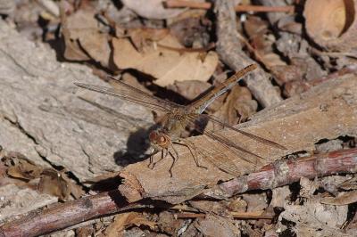 <i>Sympetrum meridionale</i>