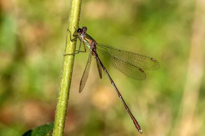 <i>Chalcolestes viridis</i>