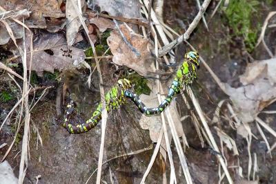 <i>Aeshna cyanea</i>
