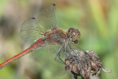 <i>Sympetrum striolatum</i>