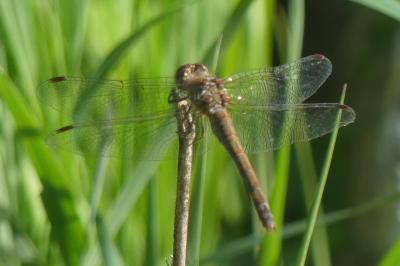 <i>Sympetrum meridionale</i>