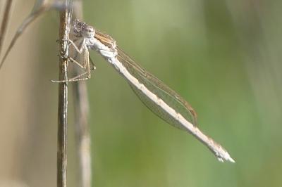 <i>Sympecma fusca</i>