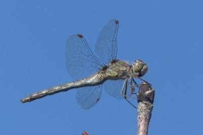 <i>Sympetrum striolatum</i>