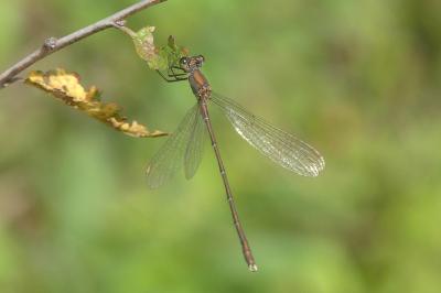 <i>Chalcolestes viridis</i>