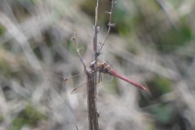 <i>Sympetrum sanguineum</i>