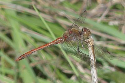 <i>Sympetrum striolatum</i>