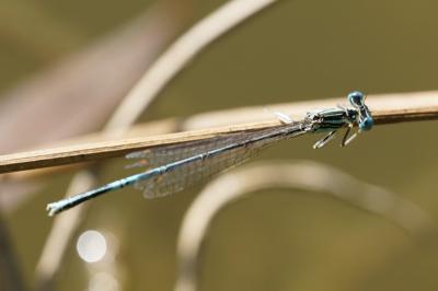 <i>Platycnemis pennipes</i>