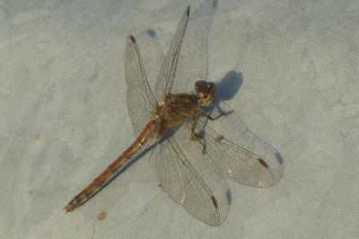 <i>Sympetrum striolatum</i>