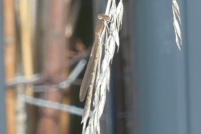 <i>Sympecma fusca</i>