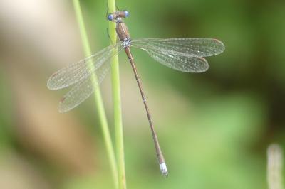 <i>Lestes virens</i>