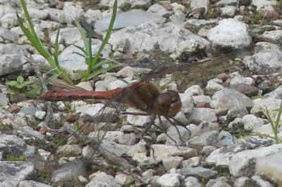 <i>Sympetrum striolatum</i>