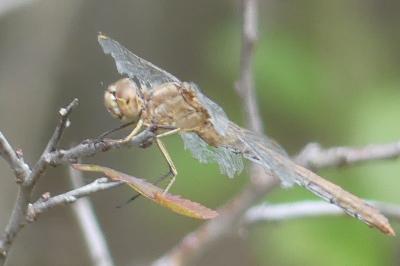 <i>Sympetrum meridionale</i>