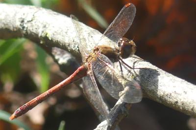 <i>Sympetrum striolatum</i>