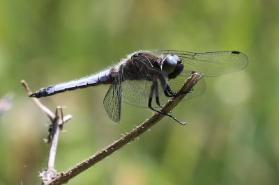 <i>Libellula fulva</i>