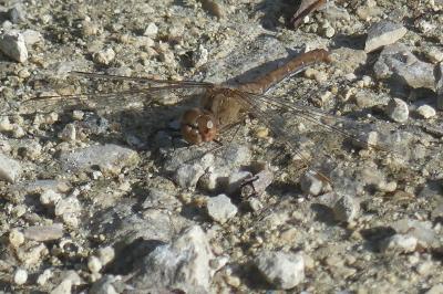 <i>Sympetrum striolatum</i>