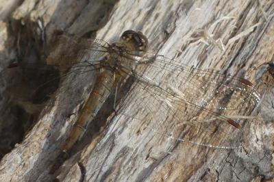 <i>Sympetrum striolatum</i>