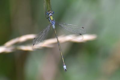 <i>Lestes sponsa</i>