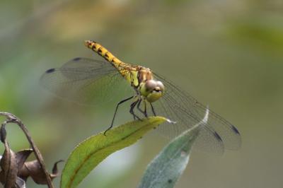 <i>Sympetrum striolatum</i>