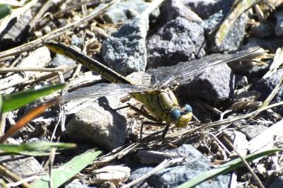 <i>Gomphus pulchellus</i>