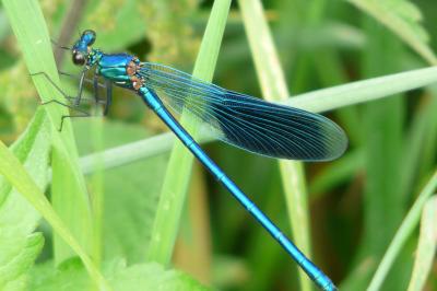 <i>Calopteryx splendens</i>