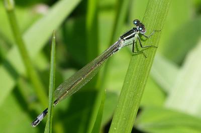 <i>Ischnura elegans</i>