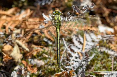 <i>Gomphus pulchellus</i>